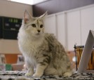 410-chat_5158