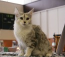 411-chat_5159