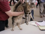433-grand-chat_5139
