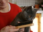 60-brosse_2254