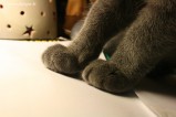 64-pattes_1525