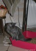 72-pipi_1681