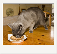 IMG_0793_1