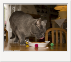 IMG_0804_1