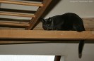 IMG_0919