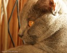 IMG_3458