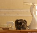 IMG_3562