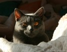 IMG_3968