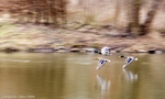 Vol de canards ColVert  Ferrieres - 77